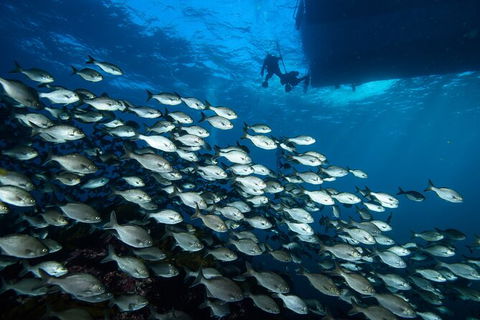 Become A PADI Open Water Diver In 3 Days In Perth - Accommodation Kalgoorlie 2