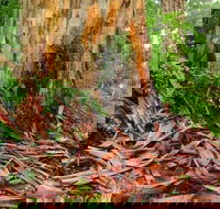 From Pemberton 4.5 Hours Guided Beach and Forest Eco Adventure - Accommodation Kalgoorlie