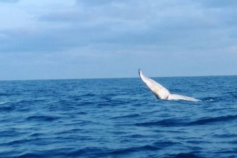 Whale Watching Boat Tour In Geraldton - Accommodation Kalgoorlie 0