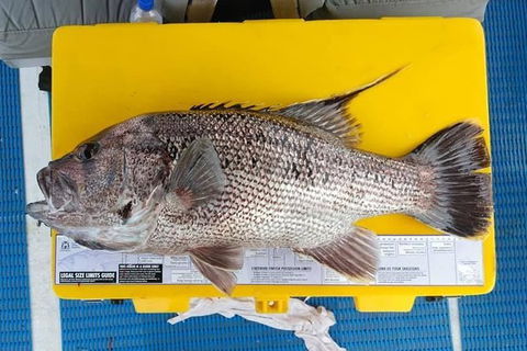 Abrolhos Islands Fishing Charter - Accommodation Kalgoorlie 2