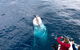 Guided Whale Watching Boat Tour At Kalbarri - thumb 2