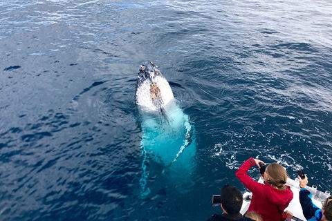Guided Whale Watching Boat Tour At Kalbarri - Accommodation Kalgoorlie 2