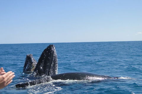 Guided Whale Watching Boat Tour At Kalbarri - Accommodation Kalgoorlie 4