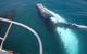 Guided Whale Watching Boat Tour At Kalbarri - thumb 3