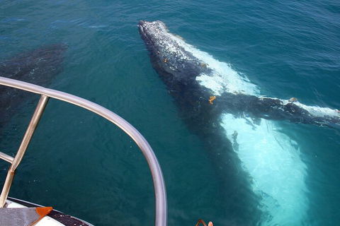 Guided Whale Watching Boat Tour At Kalbarri - Accommodation Kalgoorlie 3