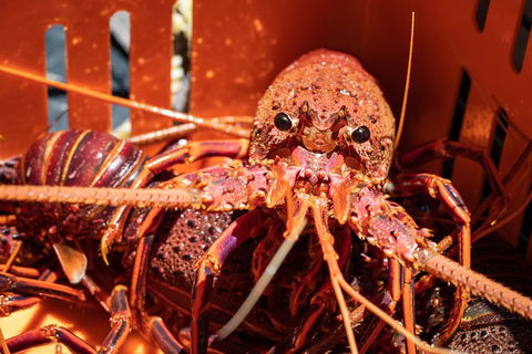 Rock Lobster Pot Pull Tour In Kalbarri - Accommodation Kalgoorlie 3