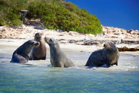 Dolphin, Penguin And Sea Lion Cruise - Accommodation Kalgoorlie 1