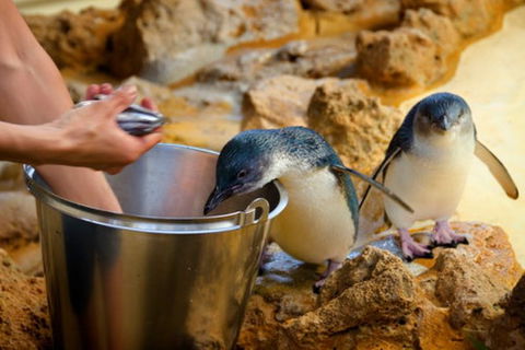 Dolphin, Penguin And Sea Lion Cruise - Accommodation Kalgoorlie 2