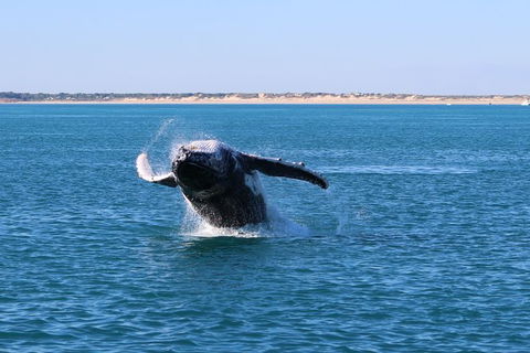 AOC Broome Whale Watching - Accommodation Kalgoorlie 3
