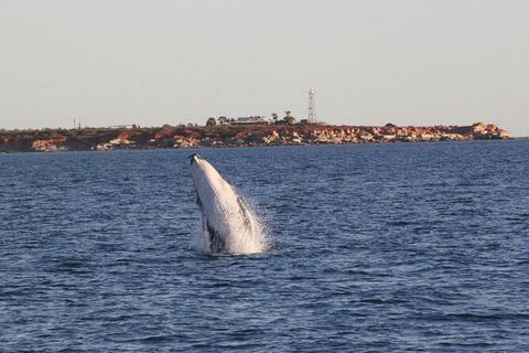 AOC Broome Whale Watching - Accommodation Kalgoorlie 2