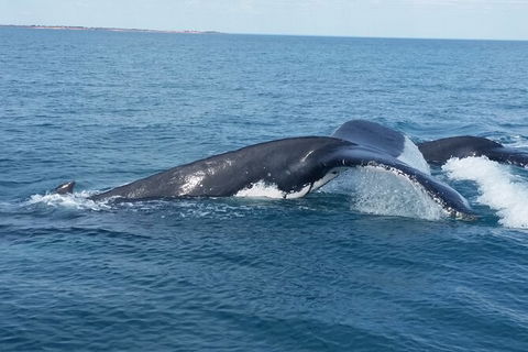 AOC Broome Whale Watching - Accommodation Kalgoorlie 1