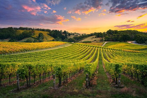Swan Valley Sunset Wine Tour - Premium Small Group Tour - Accommodation Kalgoorlie 0