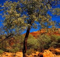 Mt Romance Australia Pty Ltd - Accommodation Kalgoorlie