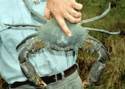 Whitsunday Crocodile Safari - Accommodation Kalgoorlie 0