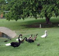 Anzac Park and Ululah Lagoon - Accommodation Kalgoorlie