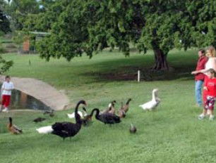Anzac Park And Ululah Lagoon - Accommodation Kalgoorlie 0