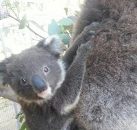 West Oz Wildlife Petting Zoos - Accommodation Kalgoorlie
