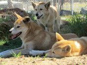 West Oz Wildlife Petting Zoos - Accommodation Kalgoorlie 1