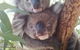 West Oz Wildlife Petting Zoos - thumb 4