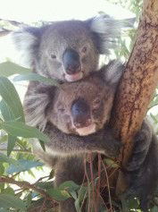 West Oz Wildlife Petting Zoos - Accommodation Kalgoorlie 4