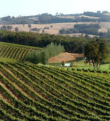 Brookhampton Estate Vineyard - Accommodation Kalgoorlie 1