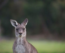 Anglesea Golf Club - Accommodation Kalgoorlie 6