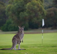 Anglesea Golf Club - Accommodation Kalgoorlie