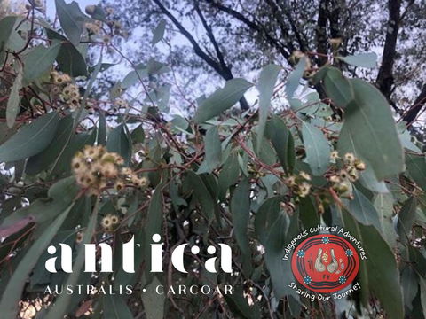 Antica Australis - Winter Fire Festival - Accommodation Kalgoorlie 0