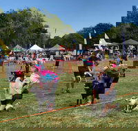 Dogs in the Park Orange - Accommodation Kalgoorlie