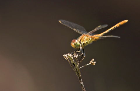 Dragonfly Discovery - Accommodation Kalgoorlie 0