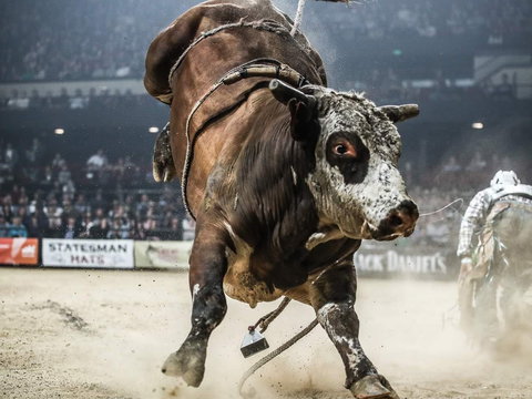 PBR Hawkesbury Stampede - Accommodation Kalgoorlie 1