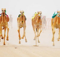 The Quirindi Camel Cup - Accommodation Kalgoorlie