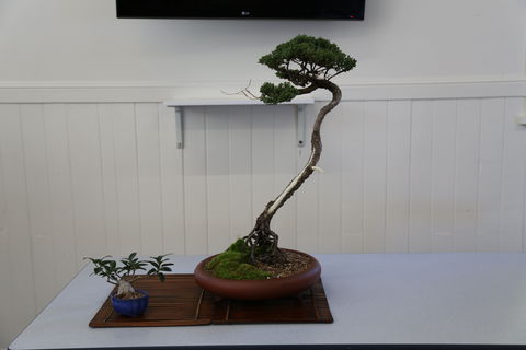 Wauchope Bonsai Workshop Group - Accommodation Kalgoorlie 0