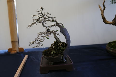 Wauchope Bonsai Workshop Group - Accommodation Kalgoorlie 1