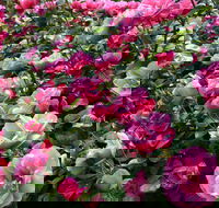2020 Woolmers Estate Festival of Roses - Accommodation Kalgoorlie
