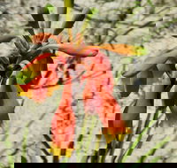 Australian flora past present and future - Accommodation Kalgoorlie