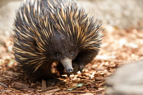 Aussie Wildlife Course - October Condensed Weekend Course - Accommodation Kalgoorlie 0