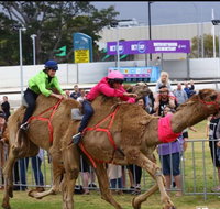 Camel Races at Gosford Showgrounds - Accommodation Kalgoorlie