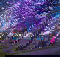 Grafton Jacaranda Festival - Accommodation Kalgoorlie