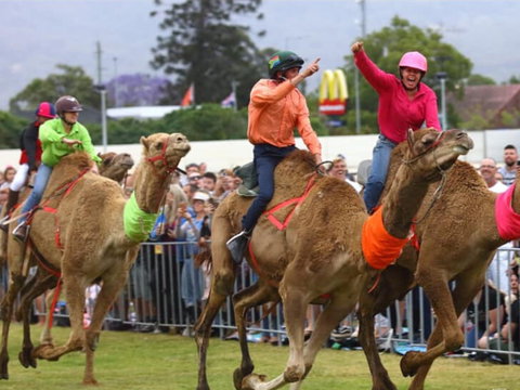 Camel Races At Penrith Paceway - Accommodation Kalgoorlie 0