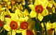 Daffodils At Rydal - thumb 1