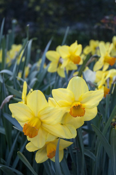 Daffodils At Rydal - Accommodation Kalgoorlie 2