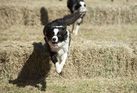 Great Nundle Dog Race - Accommodation Kalgoorlie 0
