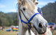Horses Birthday Festival - thumb 1
