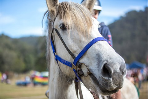Horses Birthday Festival - Accommodation Kalgoorlie 1