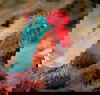 Nimbin Show - Accommodation Kalgoorlie