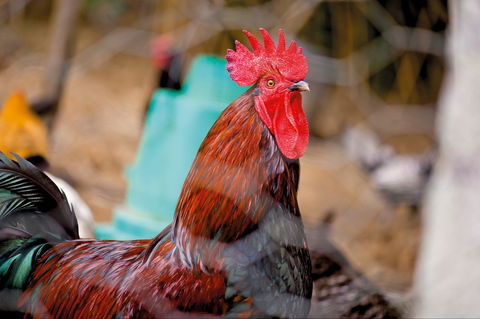 Nimbin Show - Accommodation Kalgoorlie 0