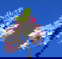 Spring time at Hunter Valley Gardens - Accommodation Kalgoorlie