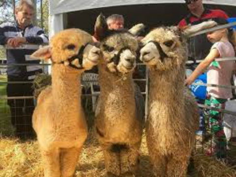 Tocal Field Days - Accommodation Kalgoorlie 2