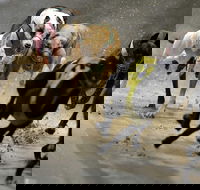 Twilight Greyhound Racing - Accommodation Kalgoorlie